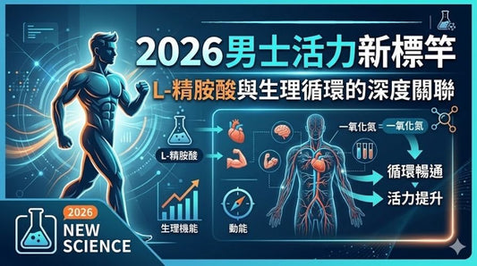 L-精胺酸與生理循環的深度關聯