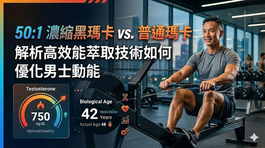 濃縮黑瑪卡高效能萃取技術如何優化男士動能